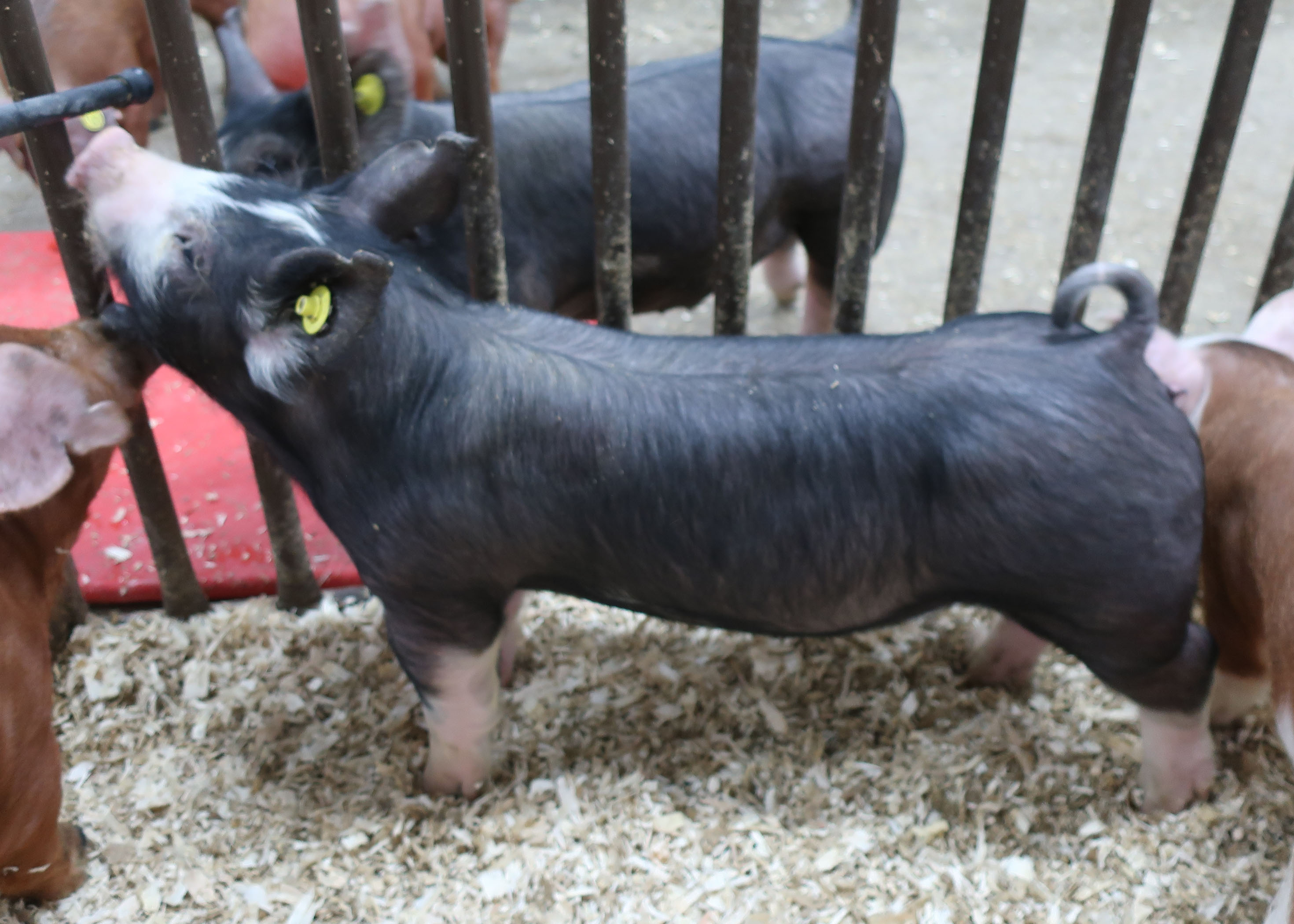 The Livestock Link Auctions